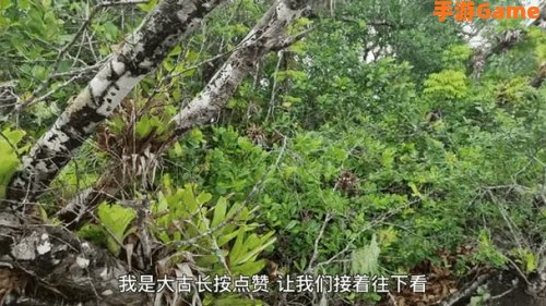 峡谷寻宝