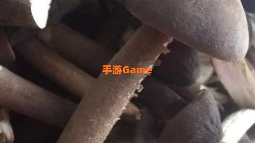 黑蘑菇