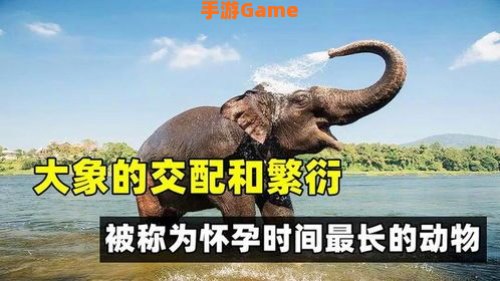 大象一般怀孕多久