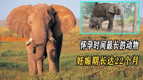 大象一般怀孕多久