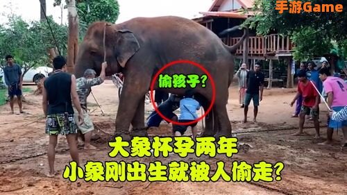 大象一般怀孕多久